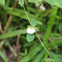 Blepharis maderaspatensis (L.) B.Heyne ex Roth